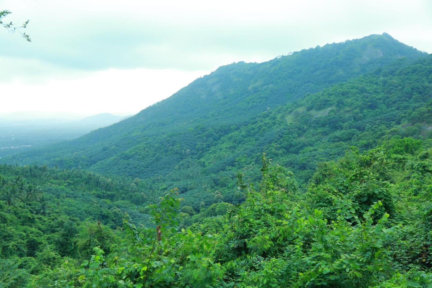 Whiteflower Mountain Resort Perintalmanna 외부 사진